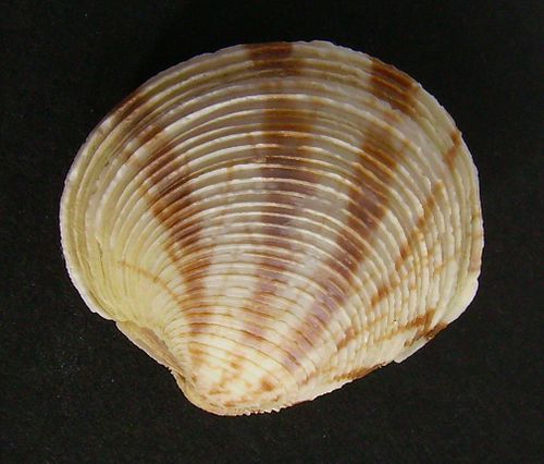 Felaniella zelandica